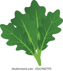 Fresh arugula isolated on white background, cartoon style arugula vector illustration. green fresh rucola or arugula leaf.