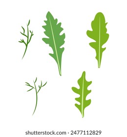 Fresh arugula leaf. Arugula, garden rocket. Greens, leafy vegetable. Healthy veggie food. Arugula herbs, seasoning. Flat vector illustration of arugula  isolated on white background