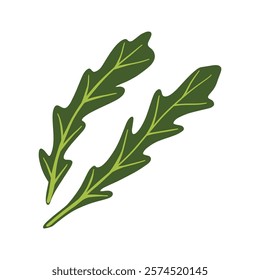 Fresh arugula leaf. Greens, leafy vegetable. Healthy veggie food. Ruccola herbs, seasoning. Flat vector illustration isolated on white background