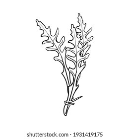 Fresh arugula leaves hand drawn sketch isolated on white background. Rocket salad or arugula. Vector