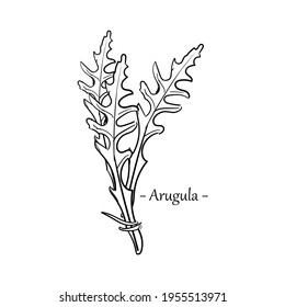 Fresh arugula leaves hand drawn sketch isolated on white background. Rocket salad or arugula. Vector