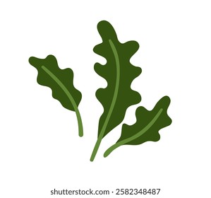 Fresh arugula leaves. Leafy greens. Rucola, garden rocket. Organic natural farm food. Healthy vitamin seasoning, ruccola leaf. Colored flat graphic vector illustration isolated on white background