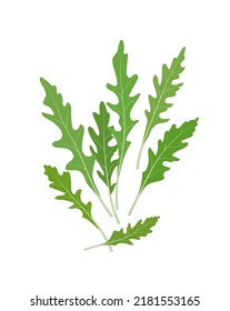 Fresh arugula leaves, vector illustration isolated on white background