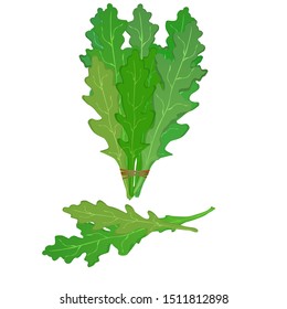 Fresh arugula on a white background. Vector illustration