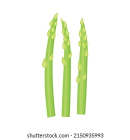 fresh asparagus on white background- vector illustration
