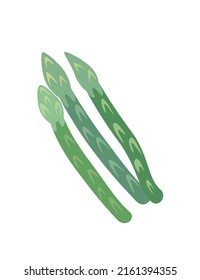 Fresh asparagus spears. stalks of green vegetable. Healthy organic food. Raw veggie. Colored flat vector illustration isolated on white background