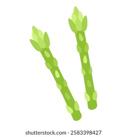 Fresh Asparagus Stalks Hand Drawn on White Background