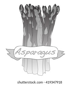 Fresh asparagus vector isolated on white