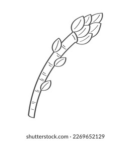 fresh asparagus vegetable hand draw style