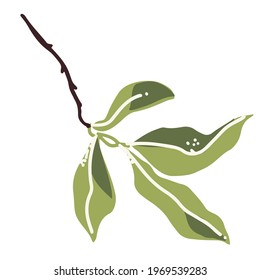 Fresh and attractive tree isolated. Leaf of peach.