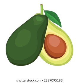 fresh avocado cut vector illustration