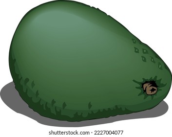 Fresh Avocado Fruit Vector Illustration