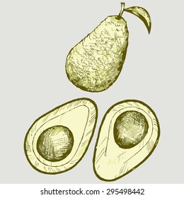 Fresh avocado fruit. Vector Image
