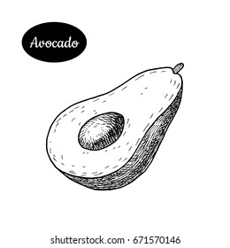 Fresh avocado. Hand drawn sketch style tropical summer fruit vector illustration. Isolated drawing on white background. Vitamin and healthy fruit eco food.