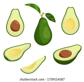 Fresh avocado illustration set. Stock vector. Whole avocado with leaves, half and slice avocado. Isolated on white background.