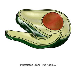 fresh avocado vegetable icon