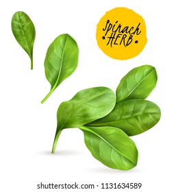 Fresh baby spinach leaves realistic popular vegetable image promoting healthy food cooked and raw herbs vector illustration 