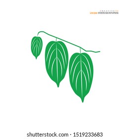 Fresh Bai-Yanang, bamboo grass or Tiliacora triandra is in the cuisines of northeast of Thailand. In Thai called bai-ya-nang or bai-yanang. Bai-yanang water is an ingredient of bamboo soup.vector illu