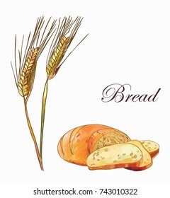 Fresh baked bread with sliced pieces and wheat ears in hand drawn illustration