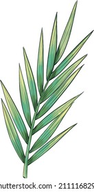 Fresh bamboo leaf water color vector