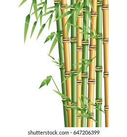 fresh bamboo leaves border, botanical zen forest, tropical spa decoration.