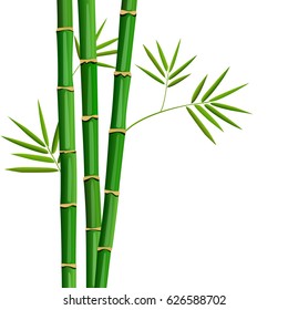 Fresh bamboo tree and leaves isolated on white background. leaf isolated. Botanical. Herbal medicine plant for skin and hair care, cosmetics, ointments, perfumery, label, decoration, cooking, culinary