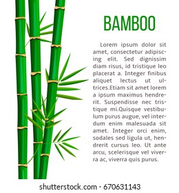 Fresh bamboo tree and leaves. vertical stripe and description text. for cosmetics, ointments, perfumery, label, decoration, banner, advertising, prints, poster, label, wrapping, postcard, invitation