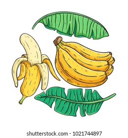 fresh banana fruit and leaf with colored hand drawn or sketch style