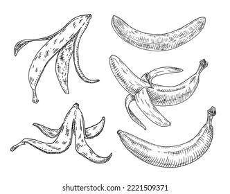 Fresh banana. Whole, half peeled and unpeeled fruits. Vintage vector engrave black monochrome illustration. Isolated on white background. Hand drawn design ink
