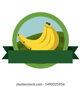 fresh bananas fruits with ribbon seal stamp