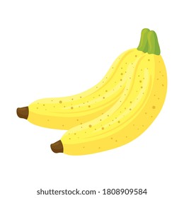 fresh bananas fruits, in white background vector illustration design