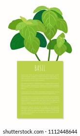 Fresh basil bunch on vertical banner sample text. Edible plant used in culinary as seasoning. Leafy basilic with info isolated vector illustration