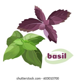 Fresh basil colorful leaves bunches isolated on white in green and purple color. Vector illustration in flat design of close up healthy and tasty type of herbs with nice aroma for adding to dishes