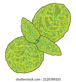 Fresh basil green leaves isolated on white background. Illustration of basil plant. Herb in the mint family, flavour to meals, and health benefits in salads. Vector.