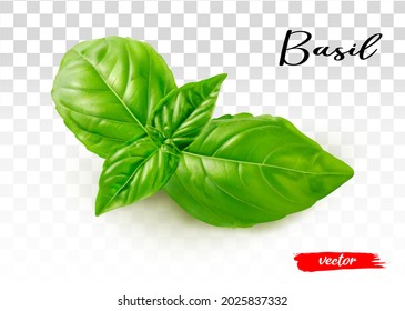Fresh basil leaves isolated on transparent background. 3d realistic vector illustration of basil leaf.