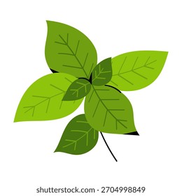 Manjericão fresco deixa ilustração vetorial em um estilo moderno limpo. Elemento de ervas aromáticas verdes, perfeito para alimentos, culinária, designs de receitas e temas orgânicos naturais, isolado no fundo branco