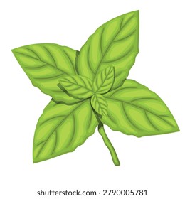 Fresh Basil Leaves Vector Illustration – Realistic Green Basil Herb Isolated on Clean Background for Cooking, Culinary Design, and Organic Food Branding