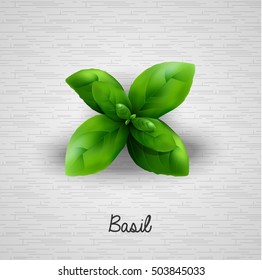 Fresh basil leaves.Vector illustration
