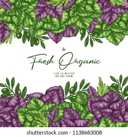 Fresh basil and olive design template. Engraved frame illustration. Italian ingredients. Vector illustration