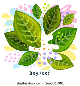 Fresh bay leaf juice splash organic food condiment spice splatter. Spice spicy herbs. Abstract colorful art splatter splash background. Vector hand drawn illustration