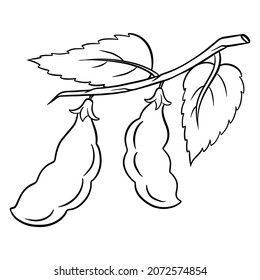 Fresh beans. Green young green beans sprig with leaves. Ingredient for dishes. Line style. Vector illustration for design and decoration.