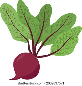 Fresh beet hand-drawn vector illustration. Vegatarian and diet beetroot . Fresh and organic food. Vegetarian ingredient for salad	