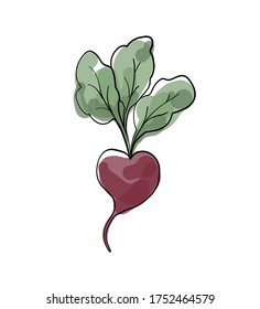 Fresh beet with leaf. Vector illustration. Isolated white background. Juicy beetroot. vegetable. Organic food. Natural Root. Vegetable Ingredient for food.