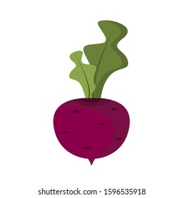 Fresh beet with leaf. Vegetable food. Beet root with green leaves. Vegetarian nutrition. Vector illustration flat design. Isolated on white background. Elements for mobile and web applications.