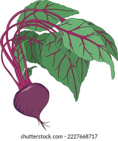 Fresh Beet Produce Vector Illustration