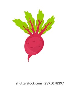 Fresh Beet Vegetable Design Vector