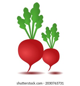 Fresh beetroot fruit vector icon on white background. Beetroot flat icon.
