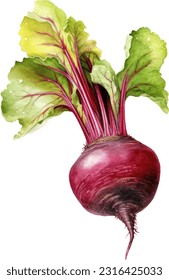 Fresh Beetroot with green leaves. Watercolor hand drawn illustration, isolated on white background