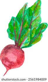 Beterraba fresca com folhas verdes. Ilustração desenhada à mão em aquarela, isolada sobre fundo branco. Ilustração do vetor de legumes frescos da fazenda. Elemento para embalagem, logotipo, cozinha, design de alimentos.