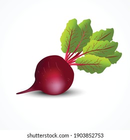 fresh beetroot isolated white background. vector illustration 